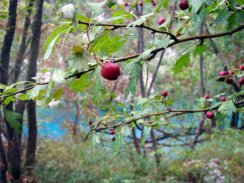 Low-hanging fruit